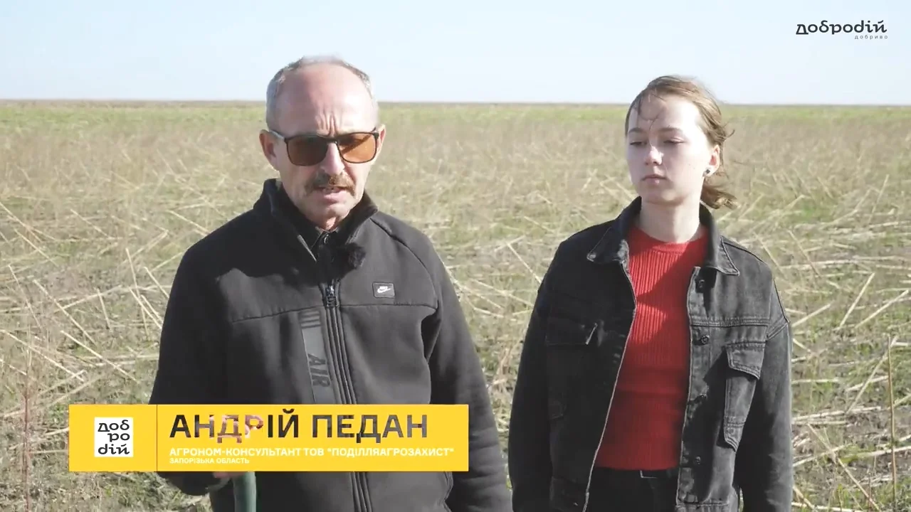 Рівномірні сходи пшениці – Добриво ДоброДІЙ