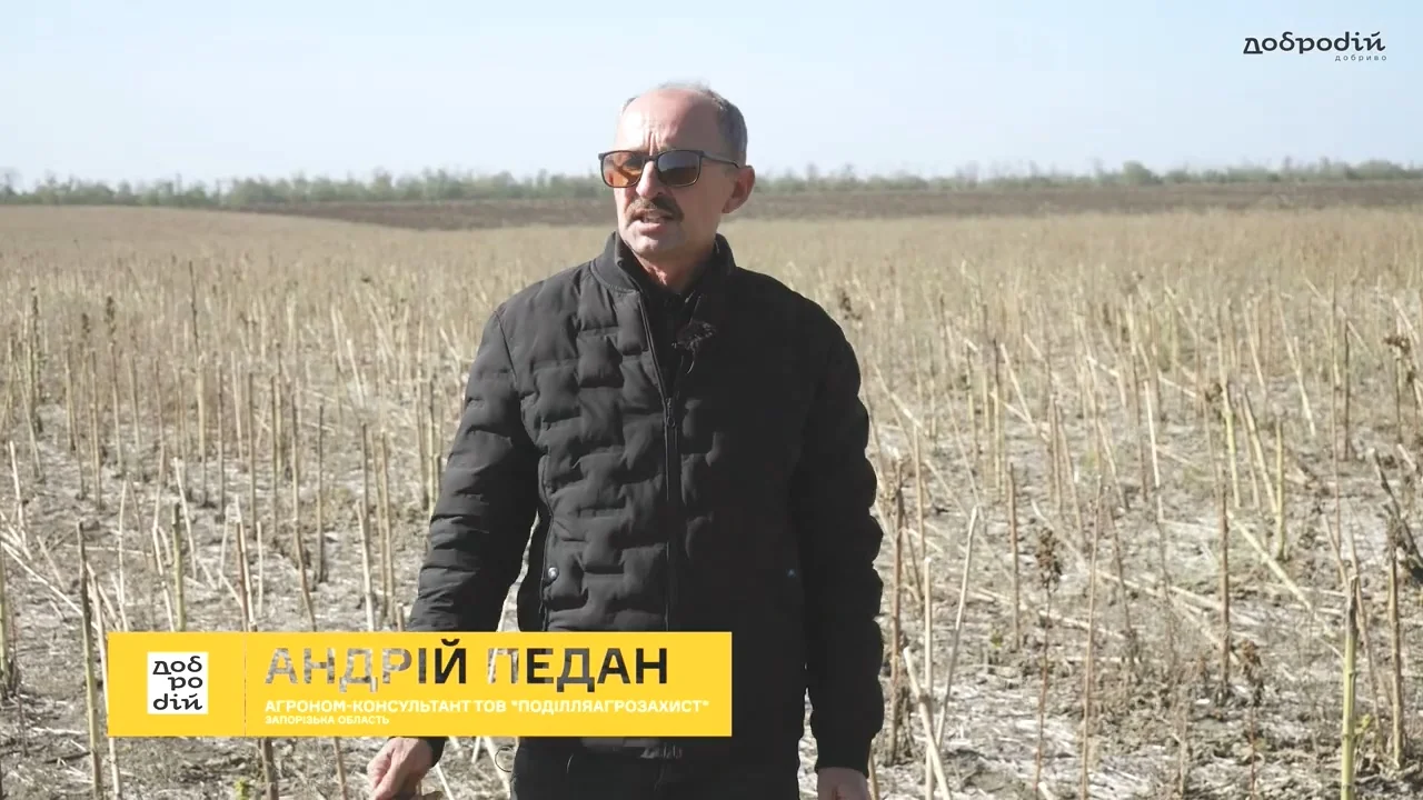 Соняшник та нестандартні рішення – Добриво Добродій
