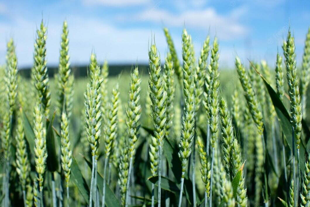 Погода бере курс на врожай в Україні
