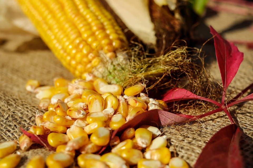Досушування зерна кукурудзи: проблеми сьогодення та шляхи їх вирішення