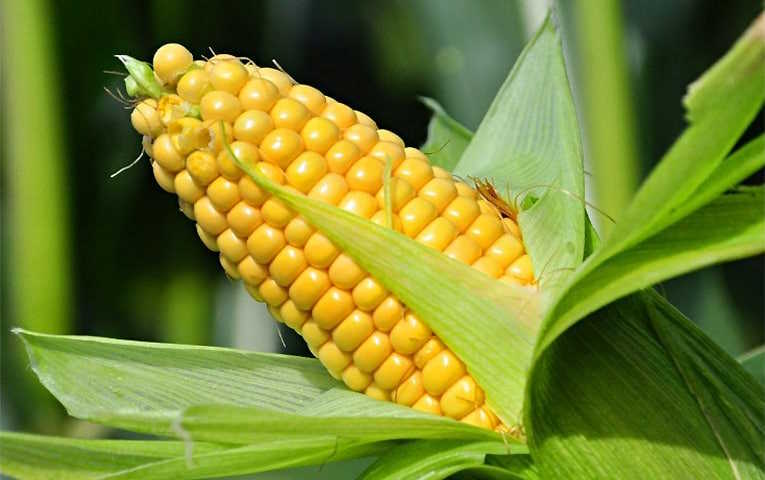 Роль бору для кукурудзи