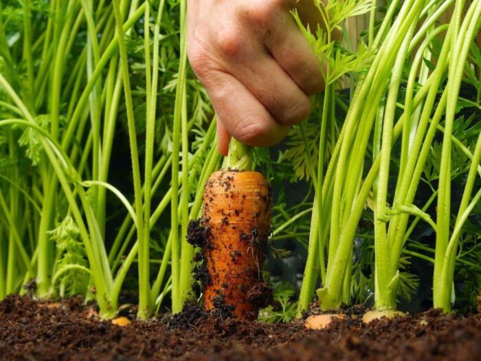 Яку користь несе бор для моркви?