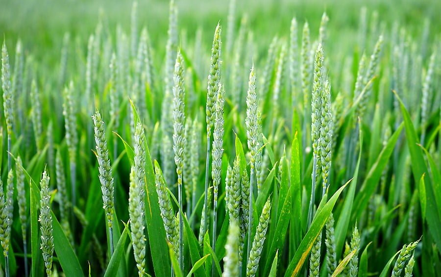 Підживлення пшениці бором: примха чи необхідність?