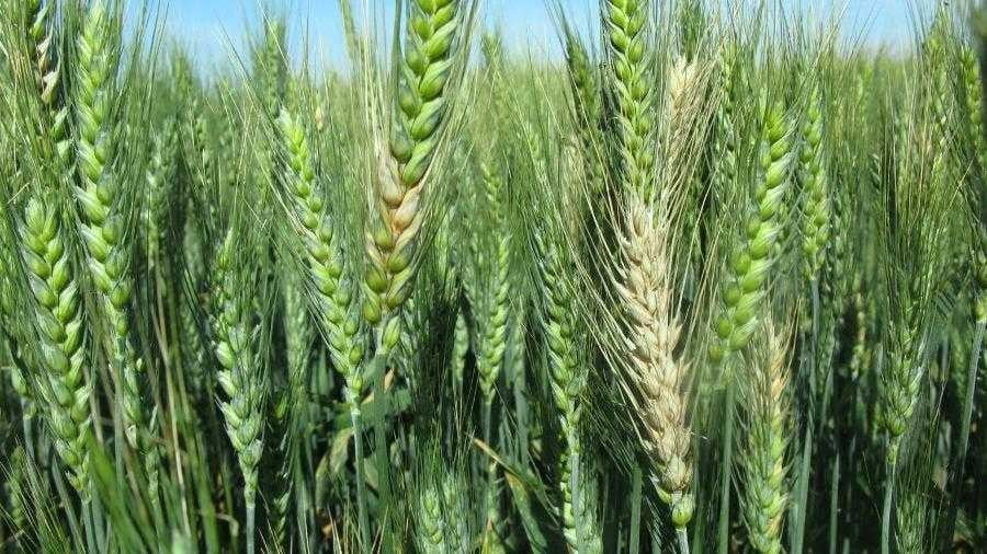 Ефективне лікування та профілактика фузаріозу пшениці