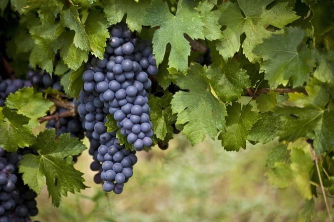 Роль бору для винограду: спектр дії мікроелементу