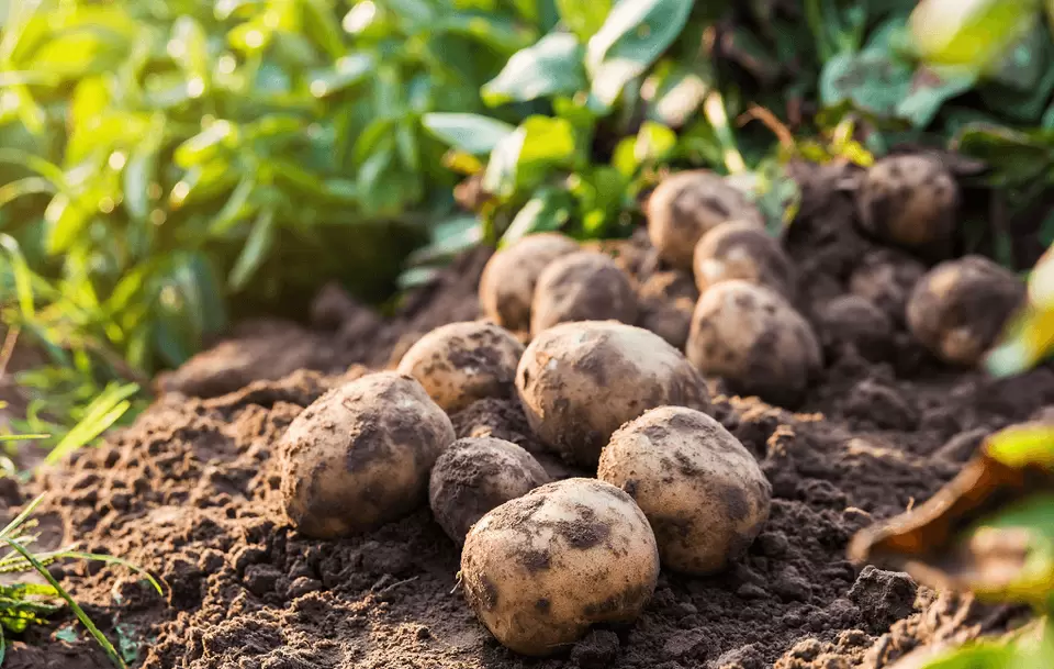 Бор для картоплі – ключовий мікроелемент для здорового врожаю