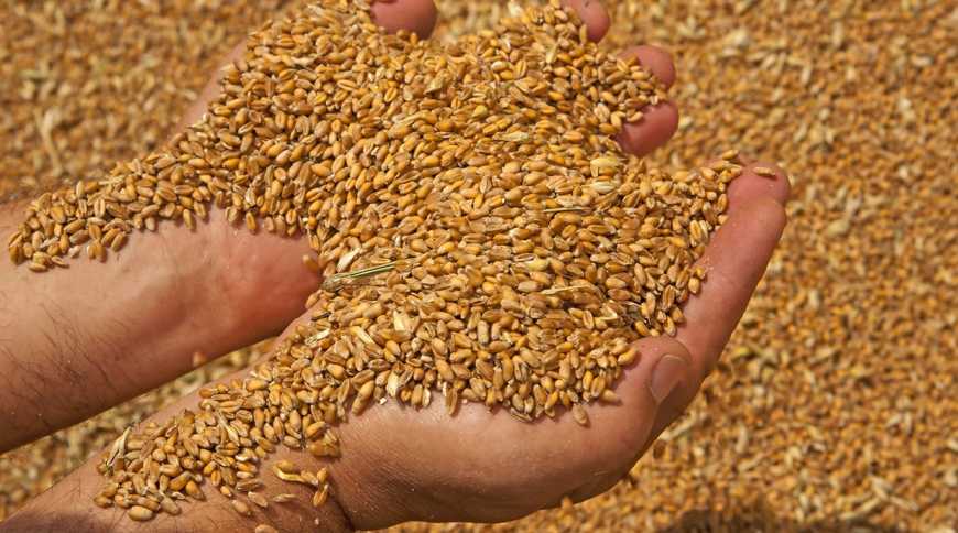Готуємося до обробки насіння озимих зернових культур
