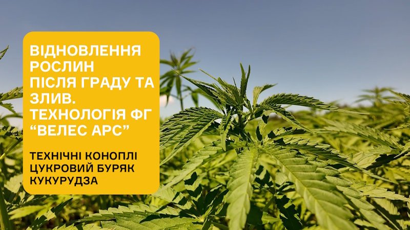 ВІДНОВЛЕННЯ РОСЛИН ПІСЛЯ ГРАДУ ТА ЗЛИВ. ТЕХНОЛОГІЯ ФГ “ВЕЛЕС АРС”