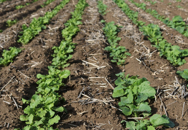 Озимий ріпак після появи сходів, покращення стану рослин та покращення здоров’я ріпаку