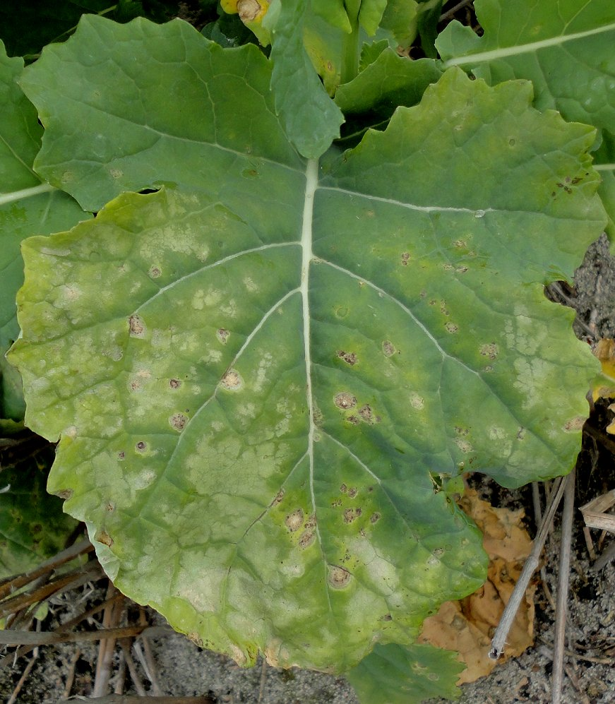 Як розпізнати дефіцит калію в живленні на ріпаку?