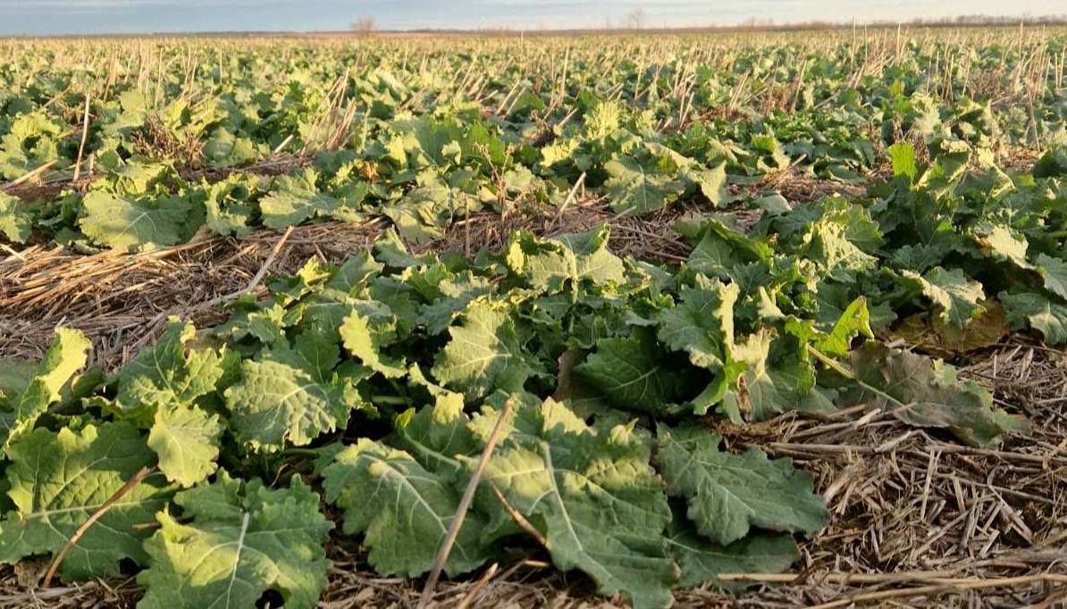 Дефіцит сірки в ріпаку – проблема, яка може суттєво вплинути на врожайність