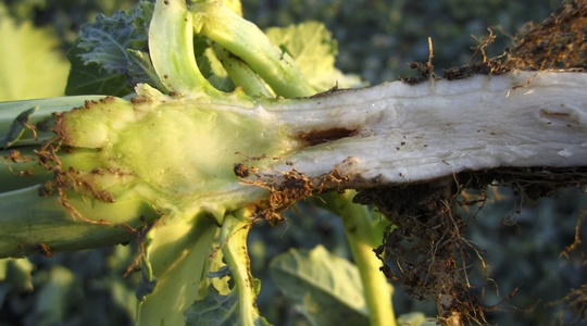 Дефіцит бору в ріпаку – одна з основних проблем