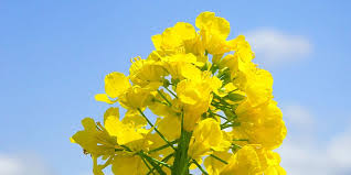 Магній та його роль у розвитку та живленні ріпаку