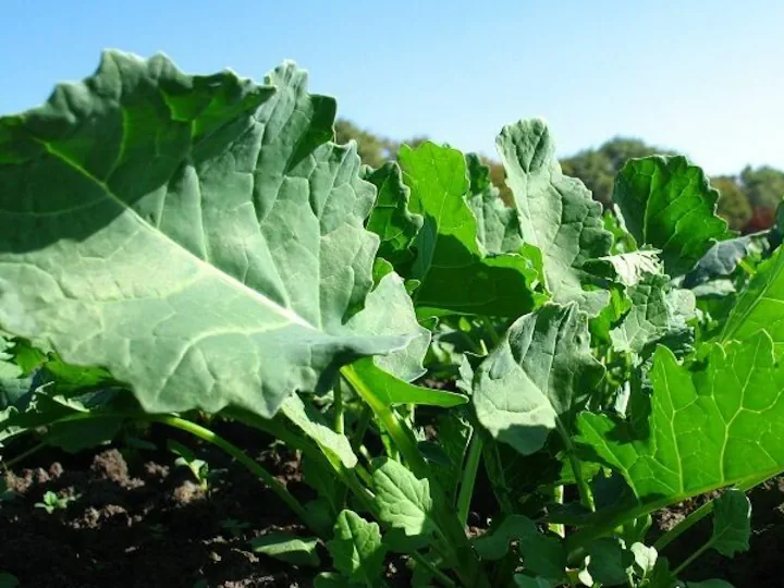 Дефіцит заліза в ріпаку є поширеною проблемою, що негативно впливає на ріст і розвиток рослини