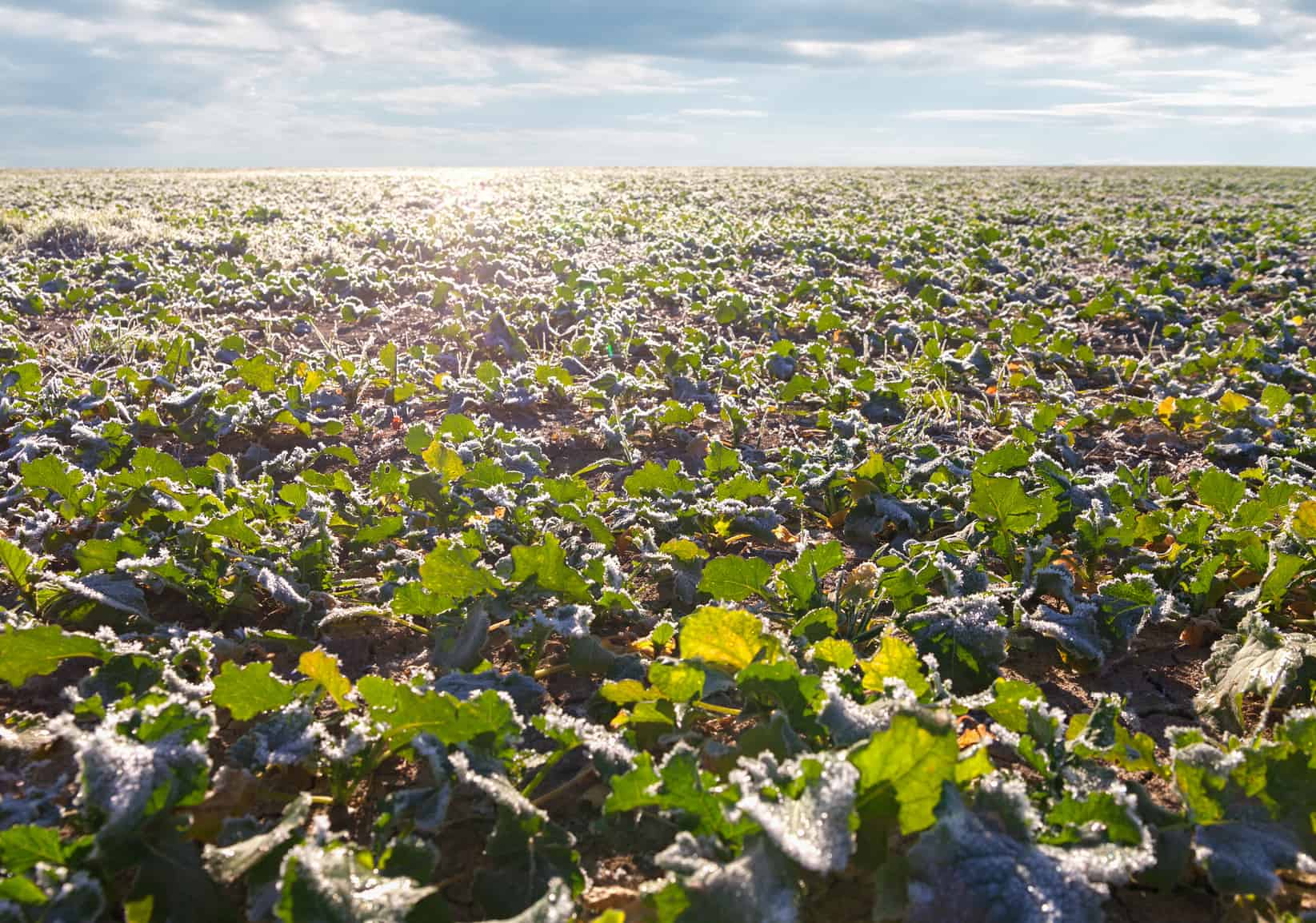 Дефіцит марганцю в ріпаку – одна з важливих агрономічних проблем